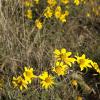 Ann says these little yellow flowers are called DYCs