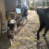 T-Rex and Liv, the camping critters
