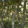 A forest of oak trees covers the sides of the canyon