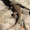 Lizard chasing