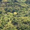 One yellow tree