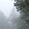 Wandering through the fog