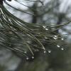 A wet morning in Vedauwoo