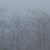 Aspen forest in the fog