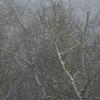 Spiderweb of Aspens in the fog