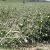 The aftermath at Grant Family Farms
