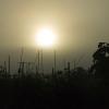 Sunrise on a foggy morning in the big garden