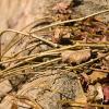 Fall vines and leaves on the decorative stone