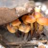 Mushrooms along our walk in Fort Wayne