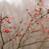 Christmas berries