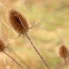 Indiana seedpods