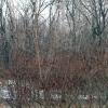 A look at the river in the woods