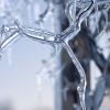 Ice covering the wisteria on the trellis 