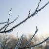 Beautiful icy trees