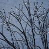 A bush has a halo of glowing ice