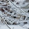 Icicles on the tree