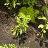 Peppers, lettuce, cilantro and peas in the raised bed
