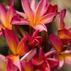 Plumeria (Kauai plant) in bloom!