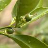 Lots of little oranges on the orange tree