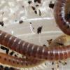 Millipedes from the Orange Tree 03-09