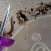 Millipedes from the Orange tree 03-09
