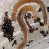 Millipedes from the Orange tree 03-09