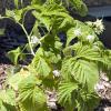 My little raspberry bush