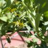Garden Update: June, 2008