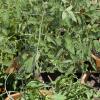 Huge growth on the Caspian Pink tomato