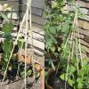 Amazing growth on the Pea and Bean plants