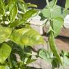 Snow pea and new growth on the orange tree