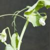 Flowers and new growth on top of the 4-foot tall pea plant