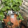 Anti-bird defenses for the big strawberry pot