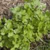 My awesome cilantro patch