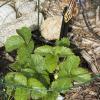Bird/squirrel defense for the smaller patch of strawberries