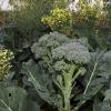 Broccoli gone to flower