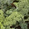 Tasty looking Kale