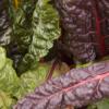 Multicolored veggies