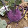 A cool purple veggie