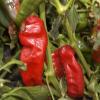 Bright red peppers