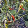 Little hot peppers