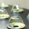 The seed-pods have biodomes to start the growing