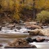 Aspens and rocks