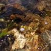 Looking down into the clear river water