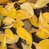 Leaves floating in the river