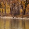 A quieter section of the Poudre River