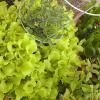 Baby tomato plants share a pot with the lettuce