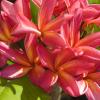 A beautiful blooming bit of the tropics in my front yard!