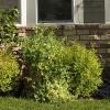 The front garden, with unrulely peas front and center