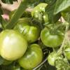 Lots of green tomatos still about